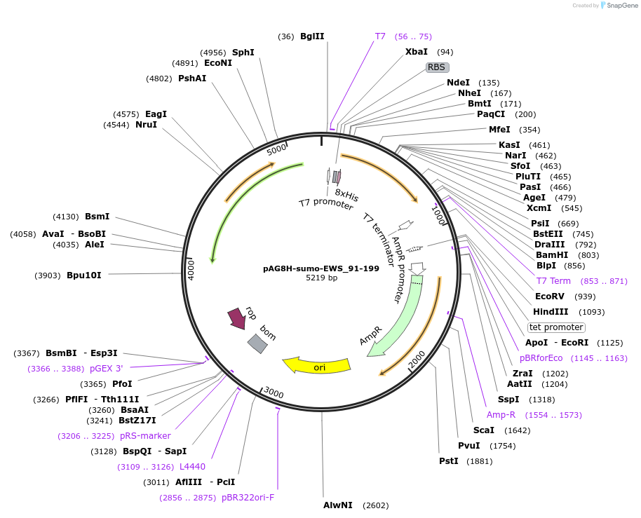 180465-plasmid-map-sequence-id-359563