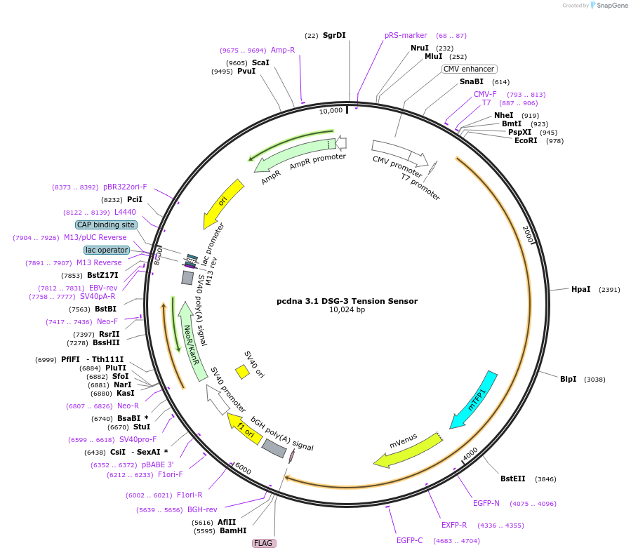182717-plasmid-map-sequence-id-359565