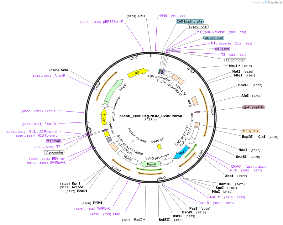 183045-plasmid-map-sequence-id-359567
