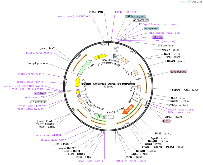 183042-plasmid-map-sequence-id-359570