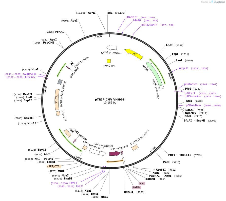 182236-plasmid-map-sequence-id-359580
