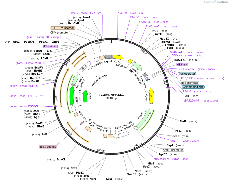 182230-plasmid-map-sequence-id-359582