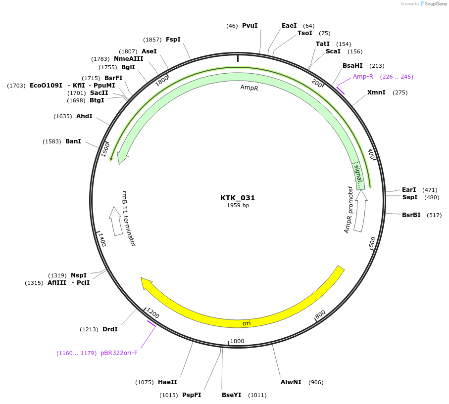 180556-plasmid-map-sequence-id-359584
