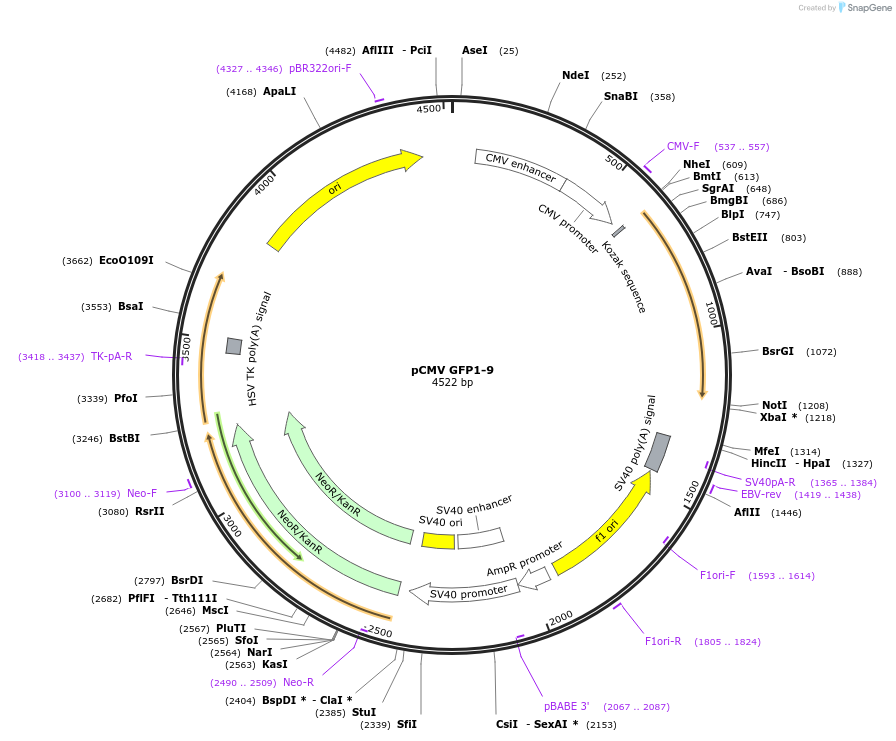 182244-plasmid-map-sequence-id-359585