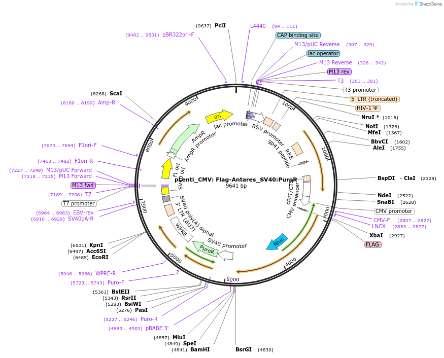 183049-plasmid-map-sequence-id-359590