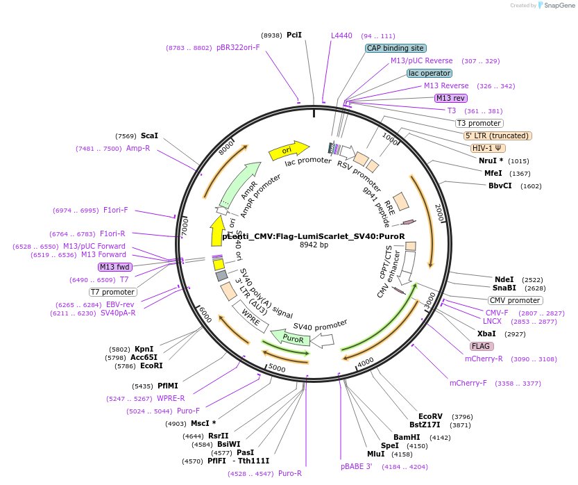 183044-plasmid-map-sequence-id-359592