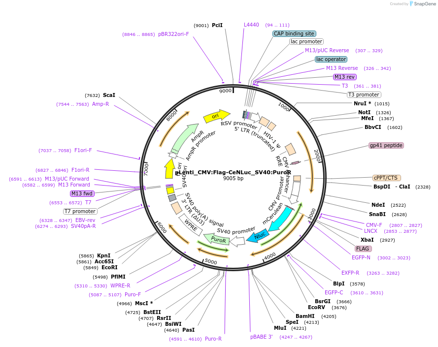 183036-plasmid-map-sequence-id-359593