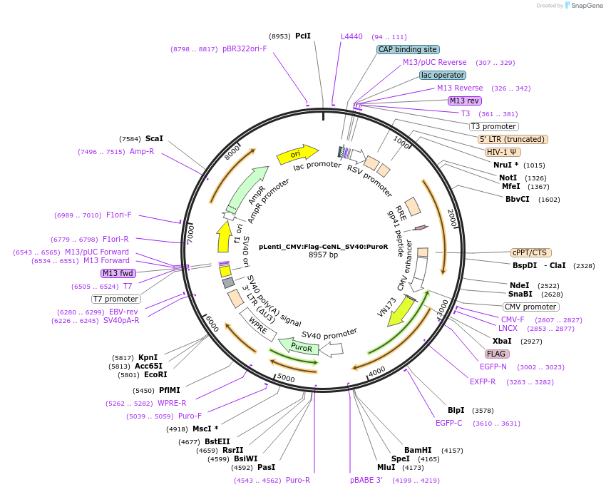 183039-plasmid-map-sequence-id-359594