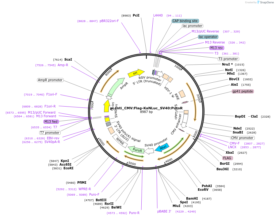 183047-plasmid-map-sequence-id-359595