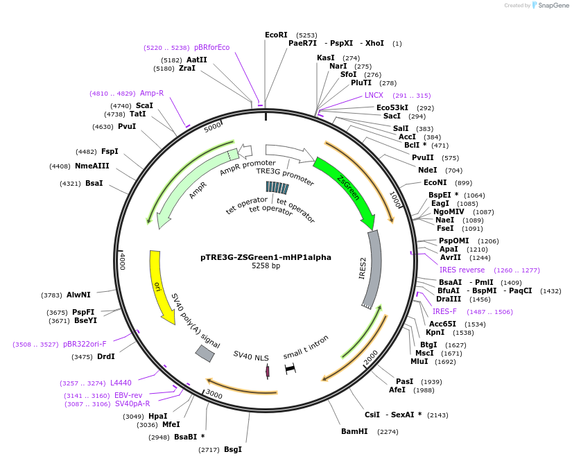 181913-plasmid-map-sequence-id-359597