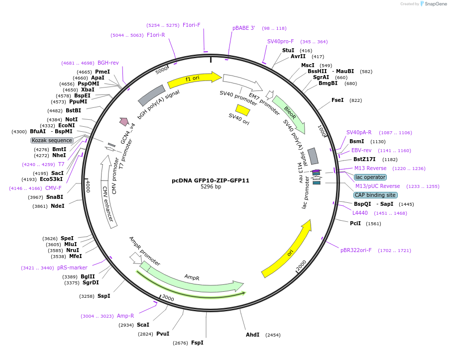 182243-plasmid-map-sequence-id-359601