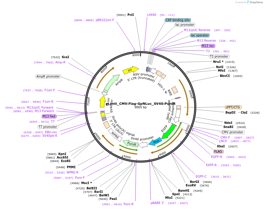183037-plasmid-map-sequence-id-359602