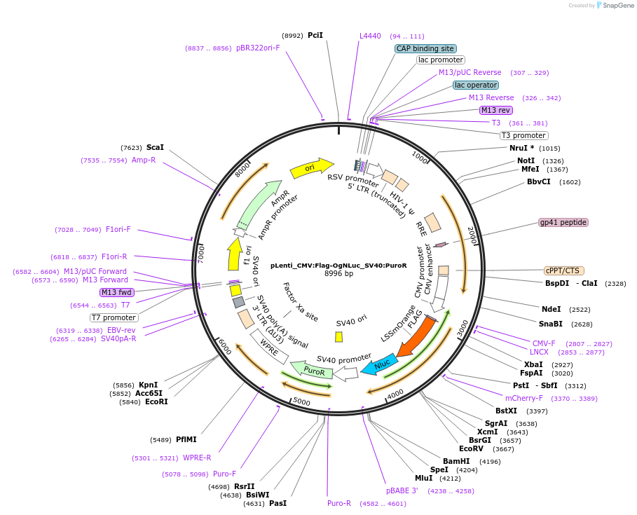 183038-plasmid-map-sequence-id-359604