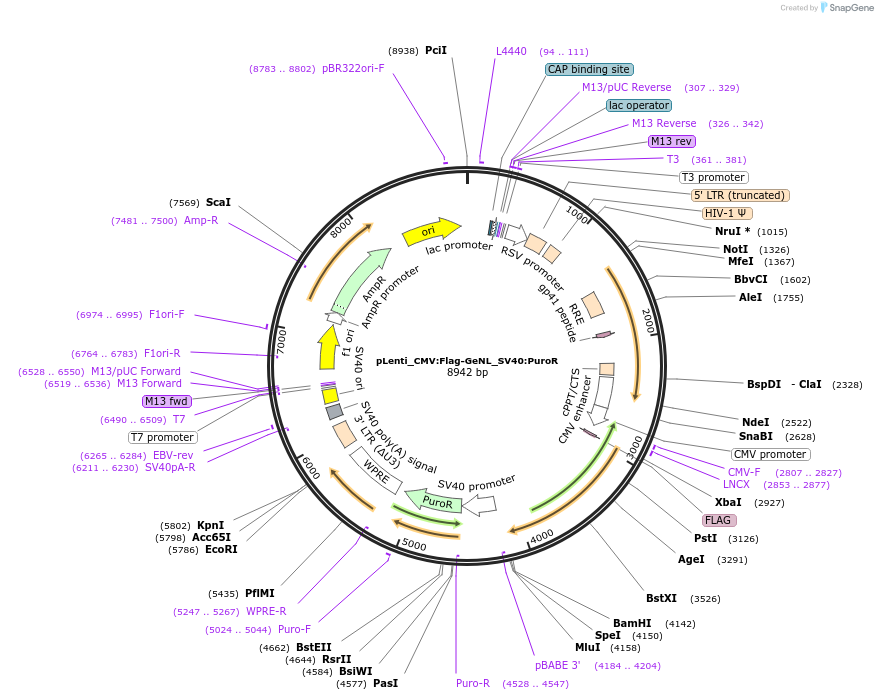 183040-plasmid-map-sequence-id-359606