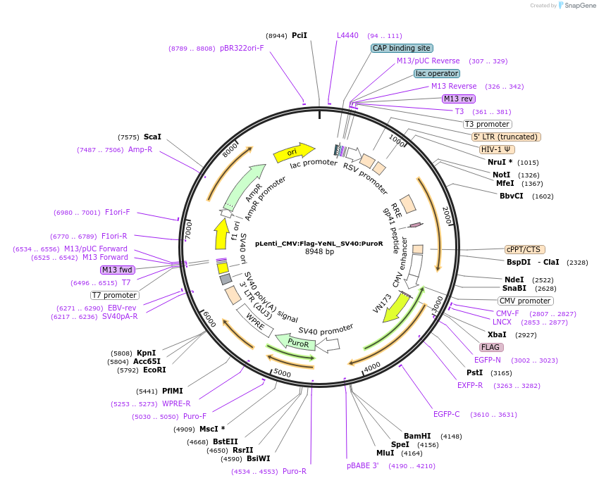 183041-plasmid-map-sequence-id-359607