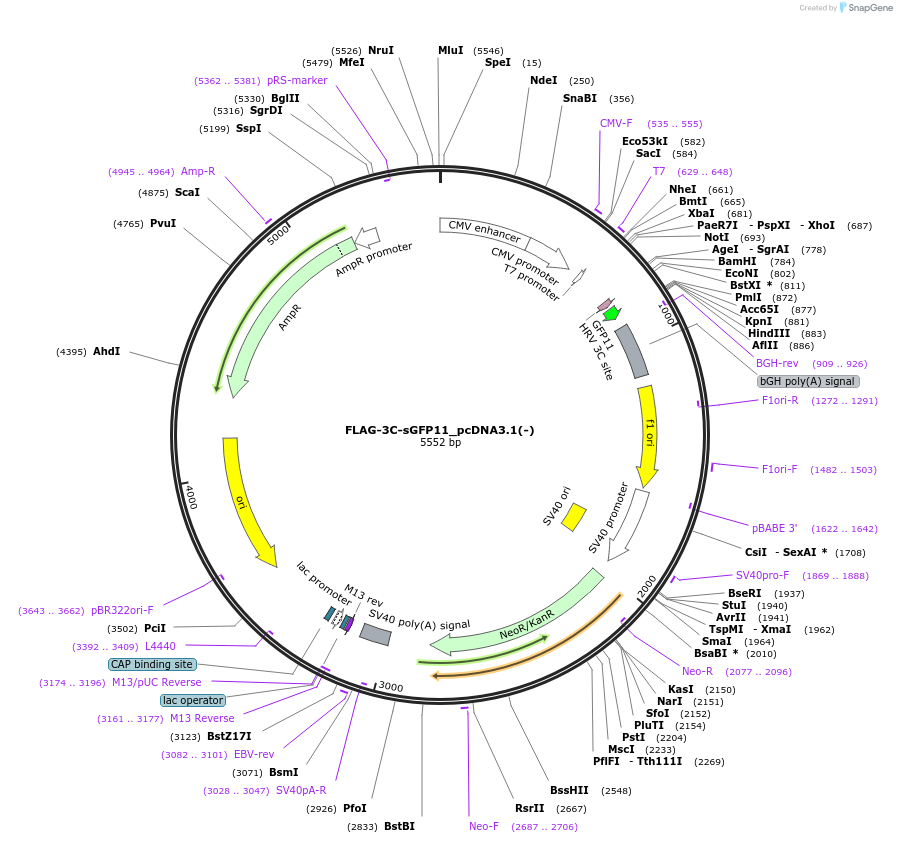 182932-plasmid-map-sequence-id-359608