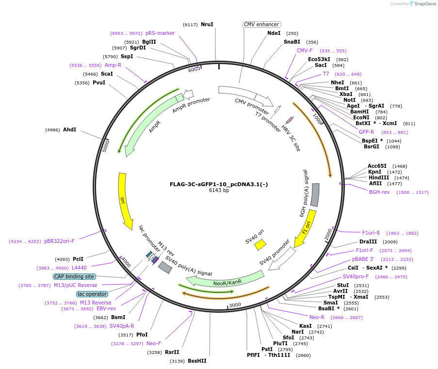 182931-plasmid-map-sequence-id-359609