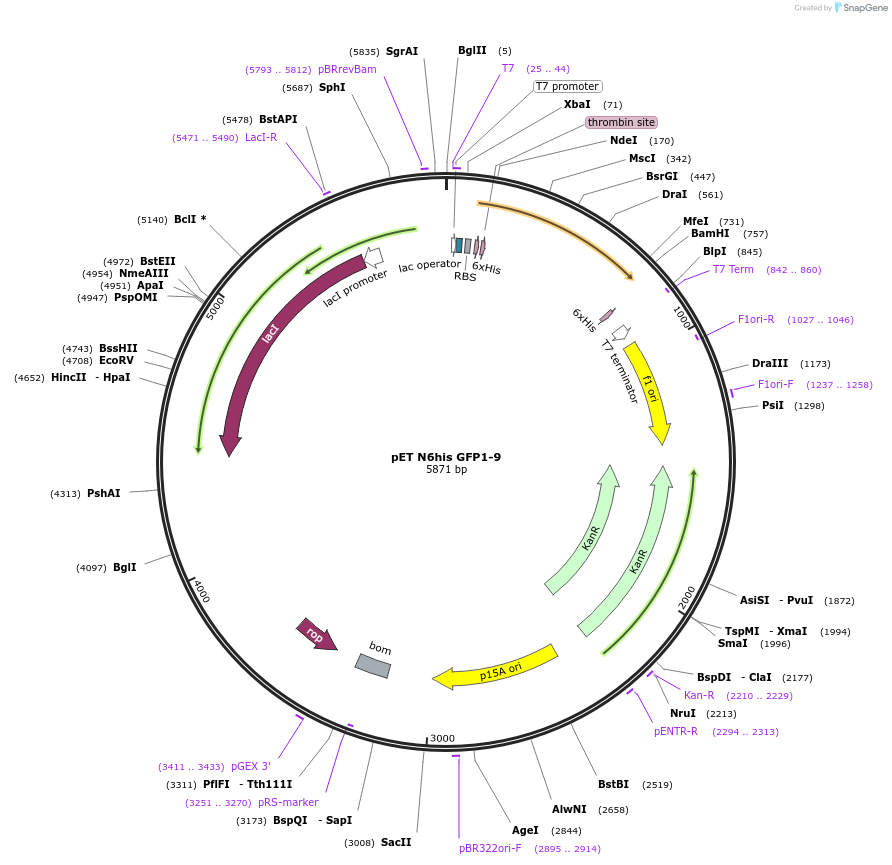 182240-plasmid-map-sequence-id-359611