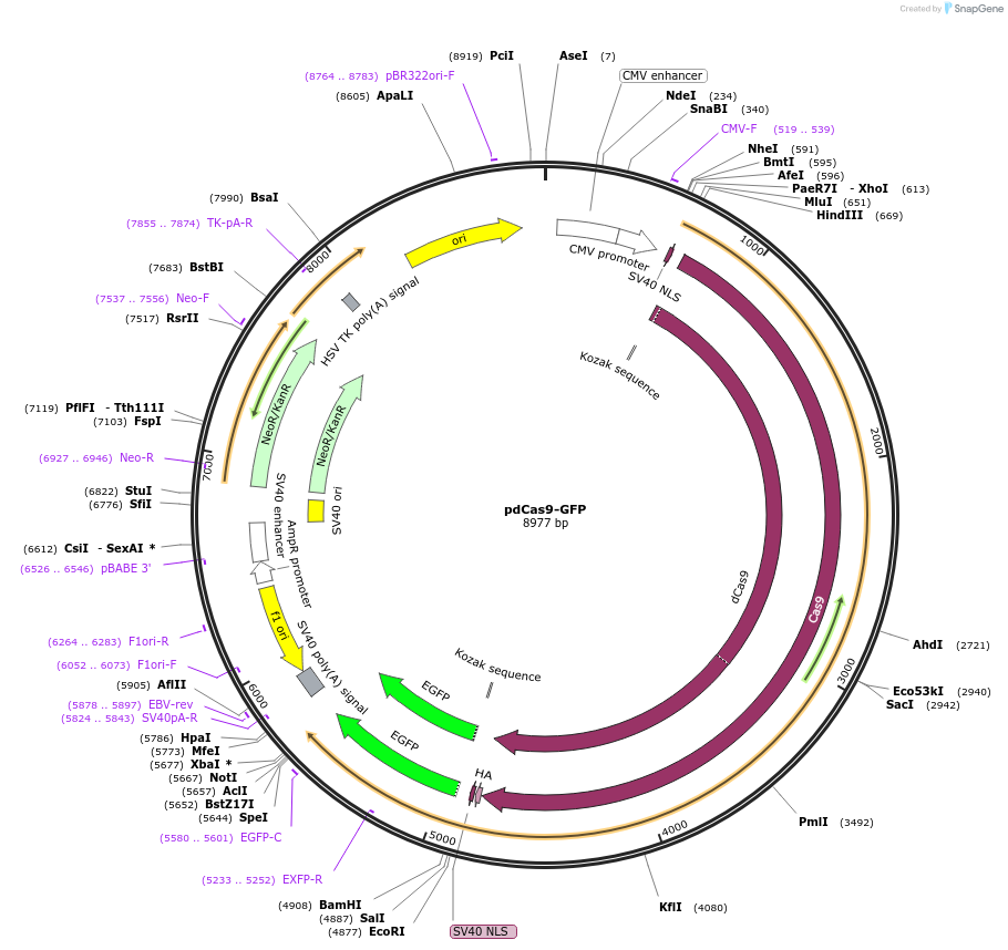 181906-plasmid-map-sequence-id-359616