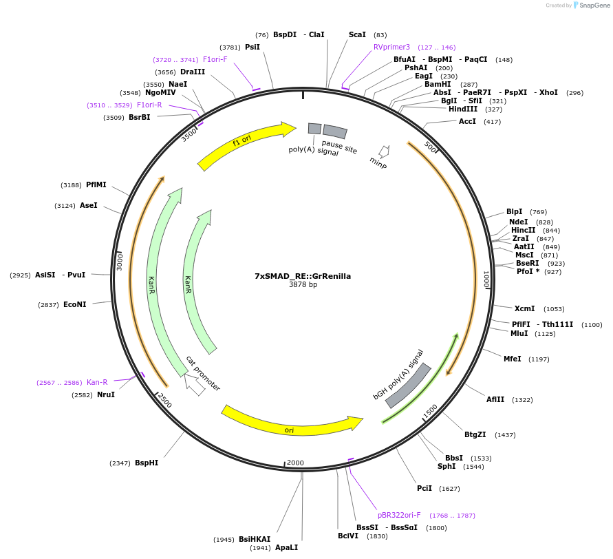 178319-plasmid-map-sequence-id-359618