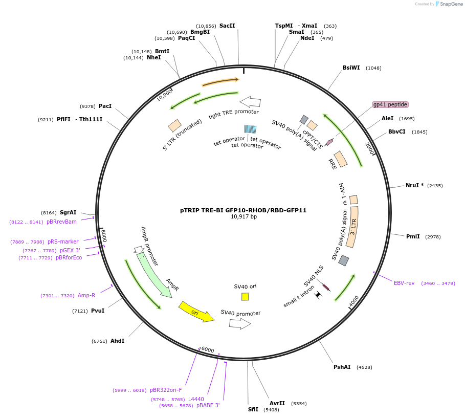 182231-plasmid-map-sequence-id-359620