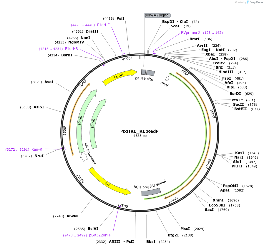 178314-plasmid-map-sequence-id-359623