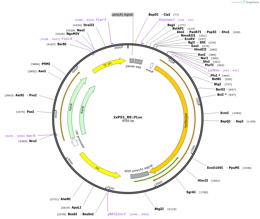 178316-plasmid-map-sequence-id-359624