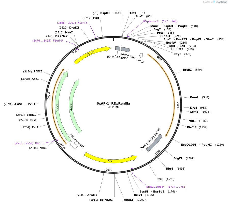 178317-plasmid-map-sequence-id-359626