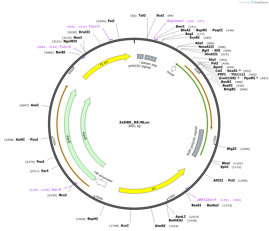 178318-plasmid-map-sequence-id-359627