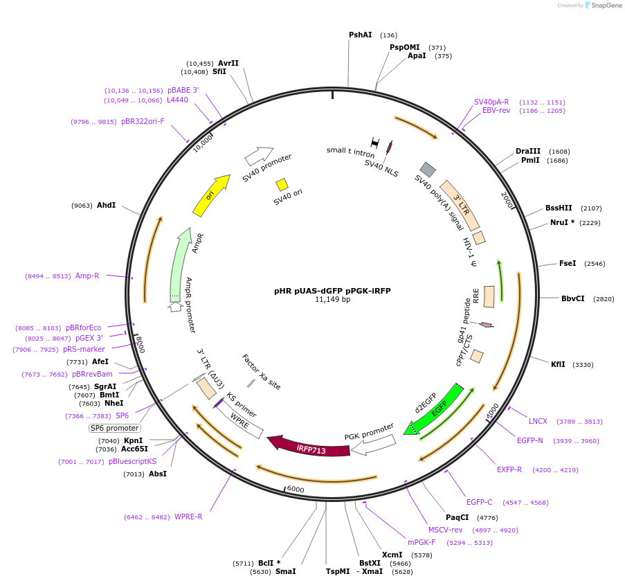 176530-plasmid-map-sequence-id-359633