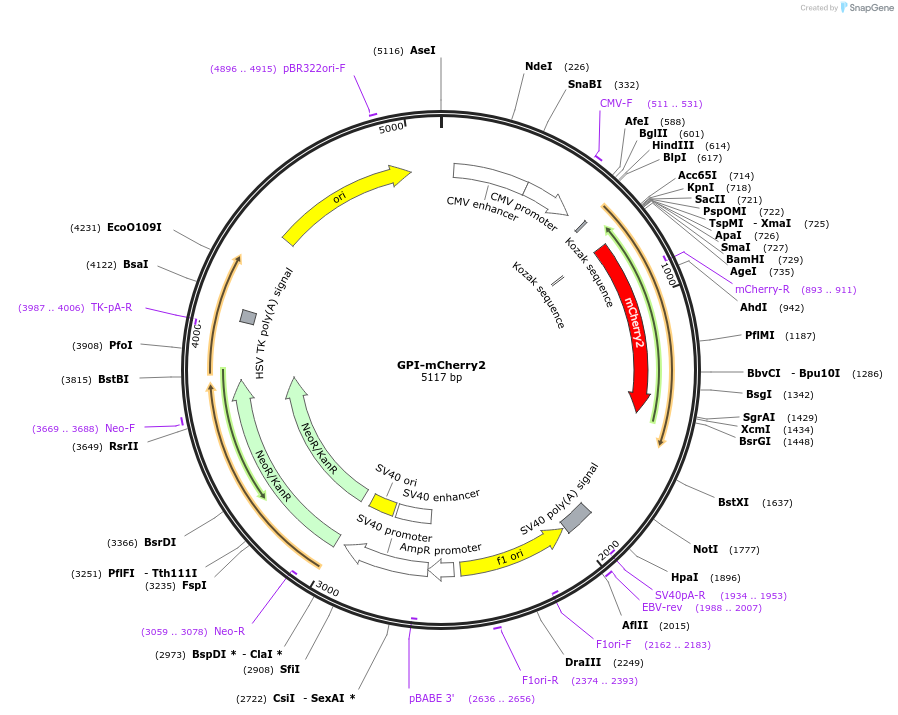 182869-plasmid-map-sequence-id-359657