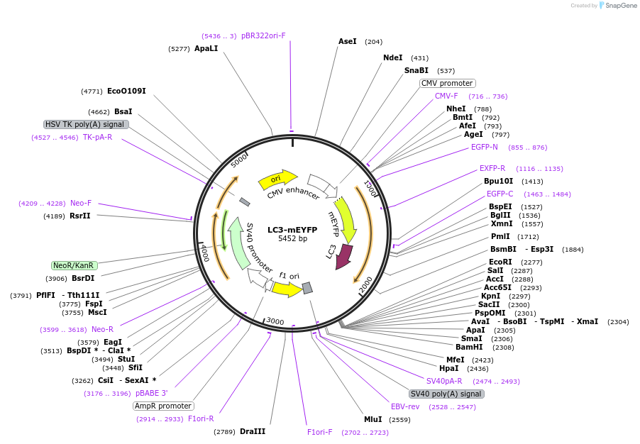 182865-plasmid-map-sequence-id-359658