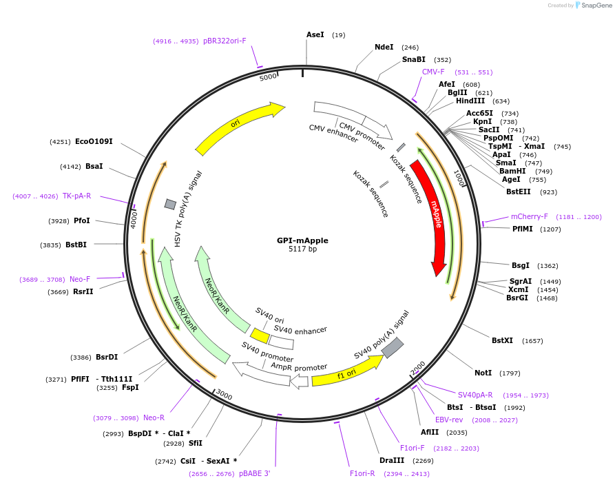 182868-plasmid-map-sequence-id-359659