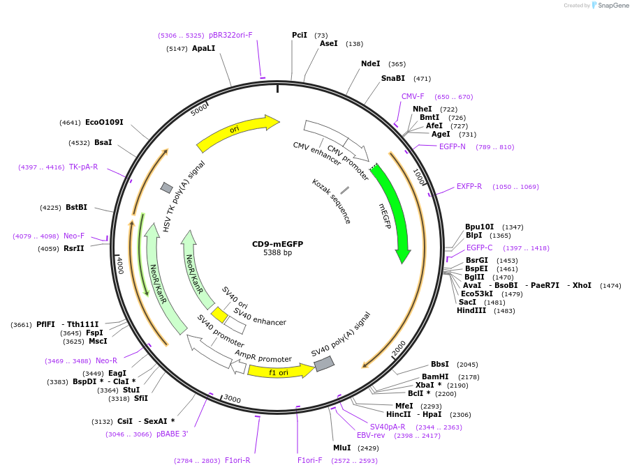 182864-plasmid-map-sequence-id-359660