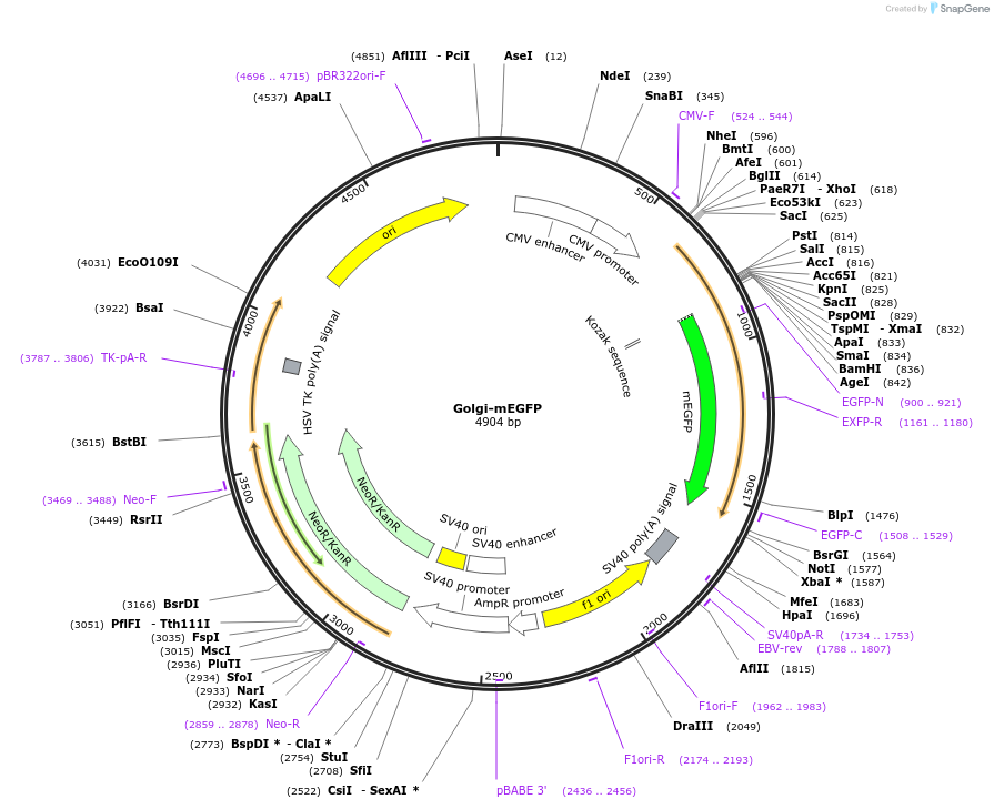 182877-plasmid-map-sequence-id-359661