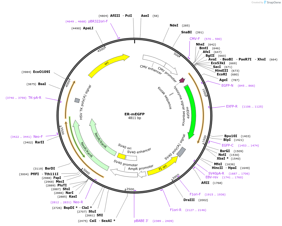 182876-plasmid-map-sequence-id-359662