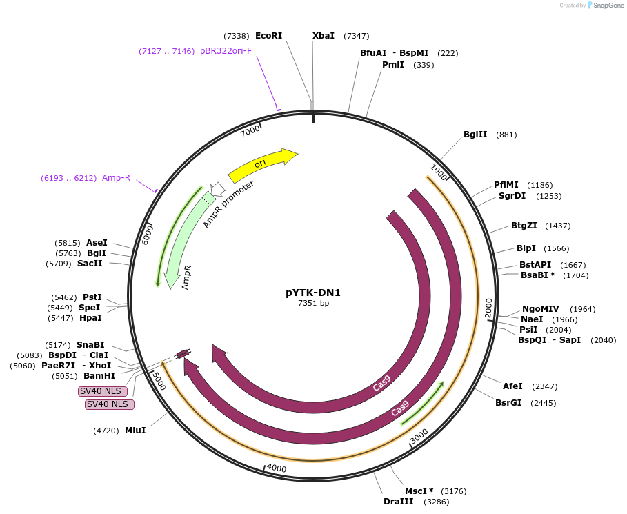 180282-plasmid-map-sequence-id-359664