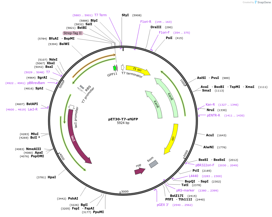 180757-plasmid-map-sequence-id-359679