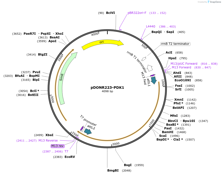 23804-plasmid-map-sequence-id-359682