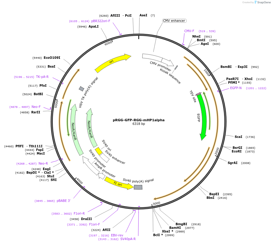 181898-plasmid-map-sequence-id-359688