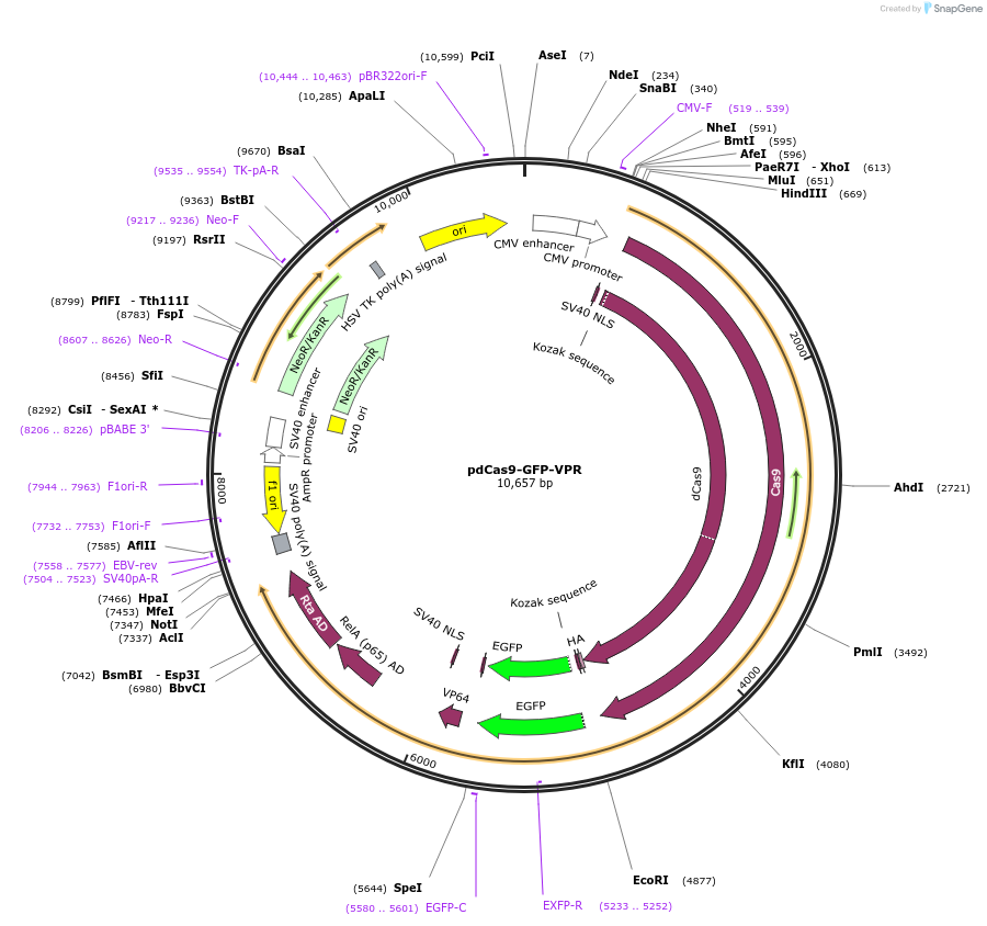 181907-plasmid-map-sequence-id-359690