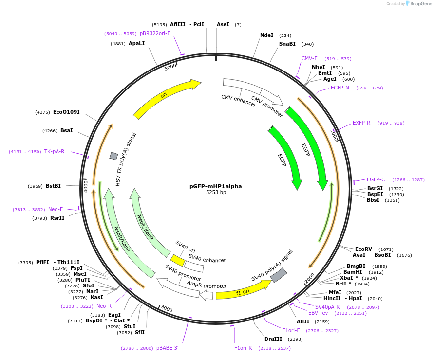 181900-plasmid-map-sequence-id-359694