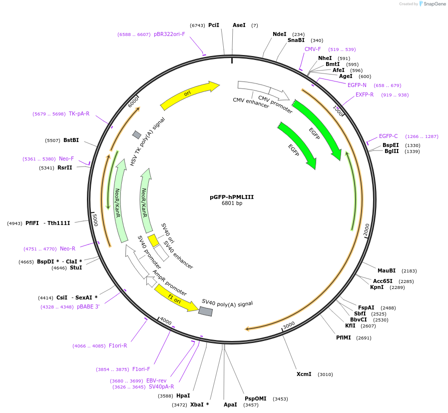 181903-plasmid-map-sequence-id-359696