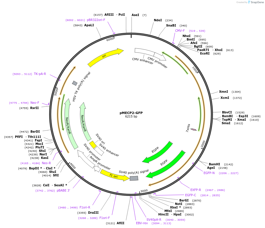 181904-plasmid-map-sequence-id-359698
