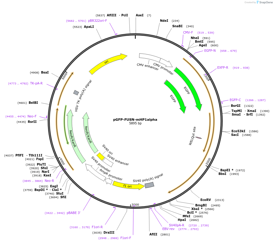 181897-plasmid-map-sequence-id-359700