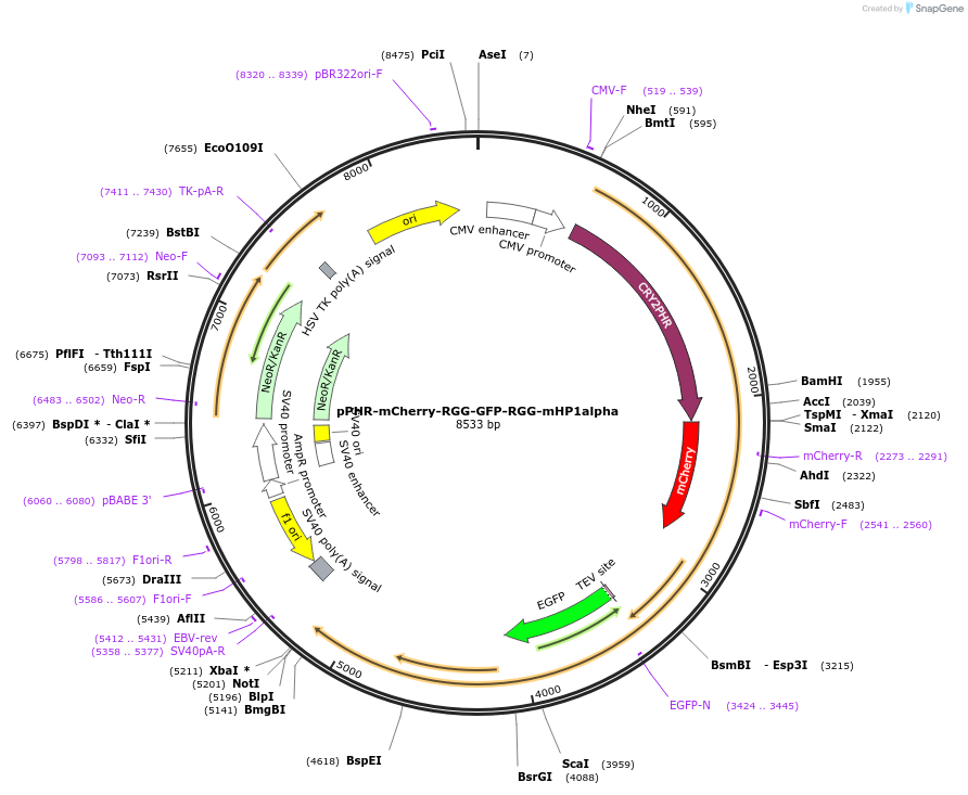 181893-plasmid-map-sequence-id-359709
