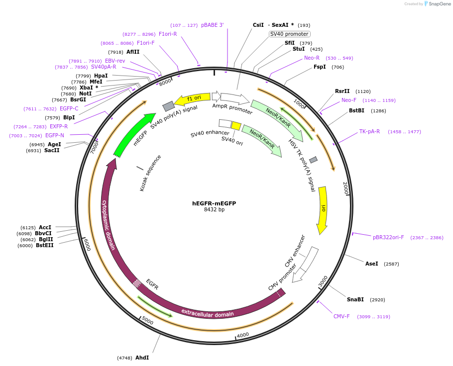182878-plasmid-map-sequence-id-359712