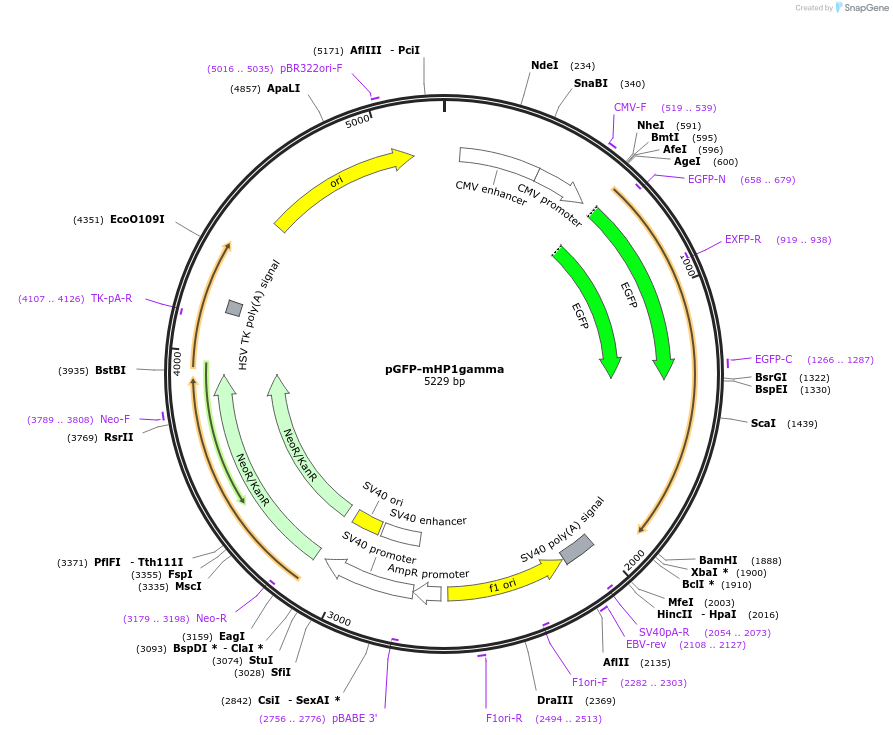 181902-plasmid-map-sequence-id-359715