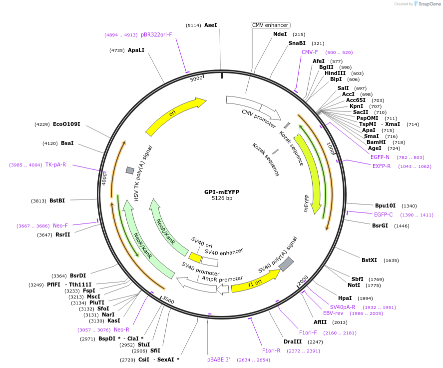 182867-plasmid-map-sequence-id-359716