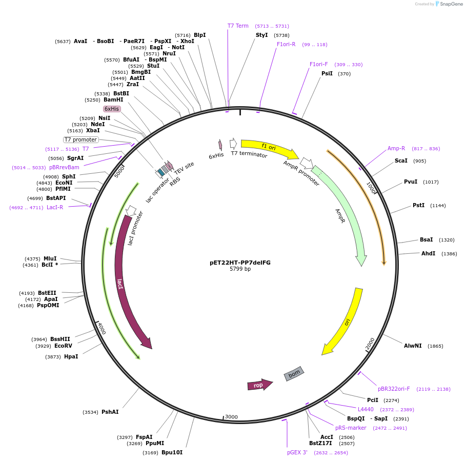 31863-plasmid-map-sequence-id-35973